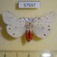 57597p Arctiidae Spilosoma punctarium Primorye $6