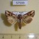 57599p Noctuidae Actinotia polyodon Primorye $5
