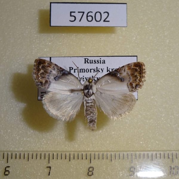 Noctuidae Nolatripa lactaria Primorye