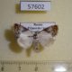 57602p Noctuidae Nolatripa lactaria Primorye $5