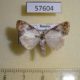 57604p Noctuidae Nolatripa lactaria Primorye $6