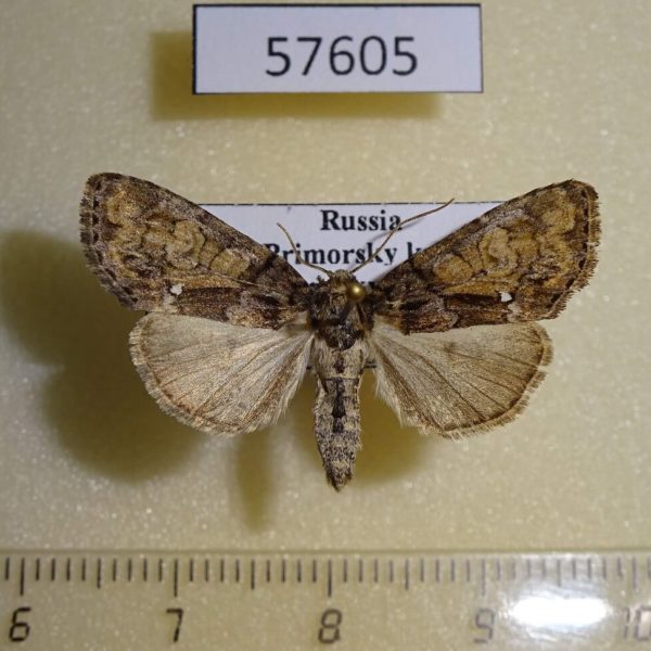Noctuidae Chytonix albonotata Primorye
