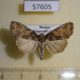 57605p Noctuidae Chytonix albonotata Primorye $6