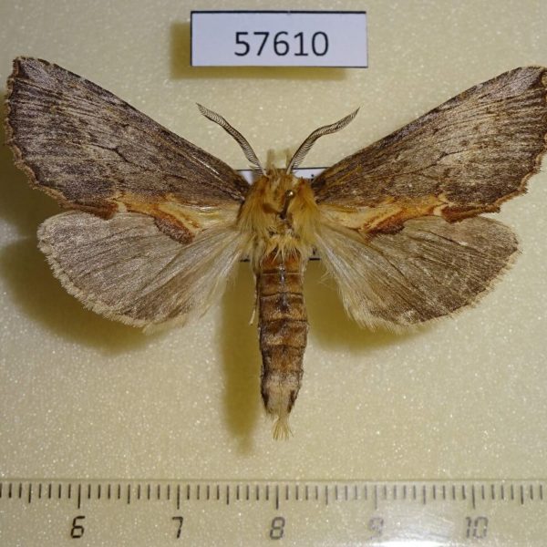 Notodontiidae Pterostoma griseum Primorye