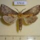 57610p Notodontiidae Pterostoma griseum Primorye $6