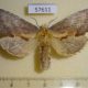 57611p Notodontiidae Pterostoma griseum f Primorye $9
