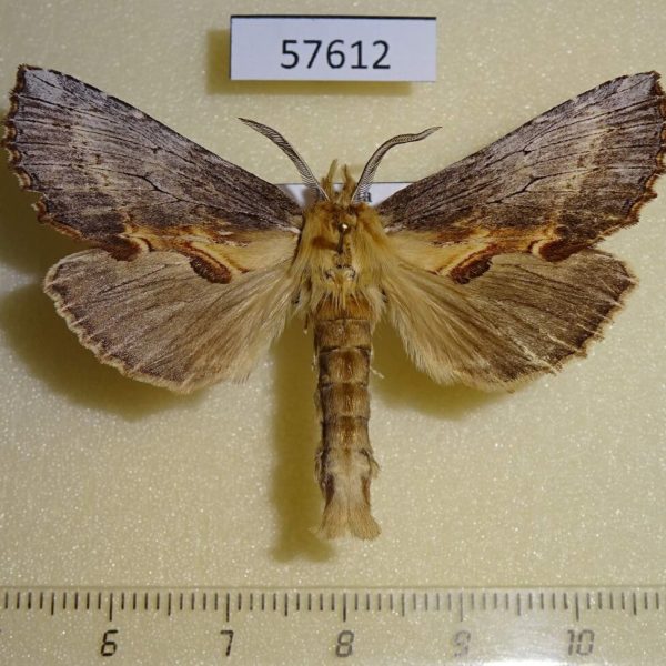 Notodontiidae Pterostoma griseum Primorye