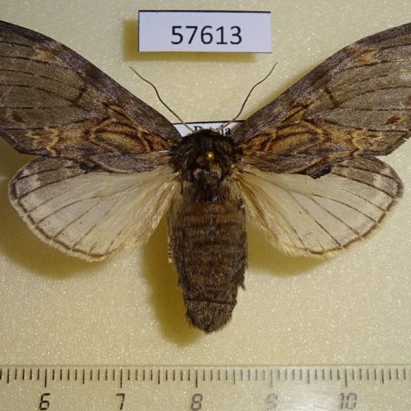 Notodontiidae Peridea lativitta f Primorye