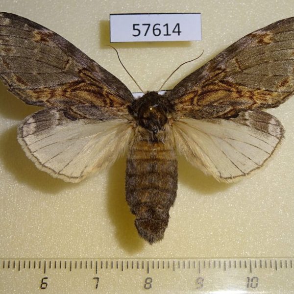 Notodontiidae Peridea lativitta f Primorye