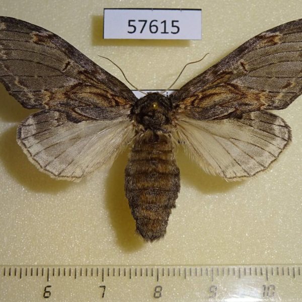 Notodontiidae Peridea lativitta f Primorye