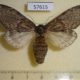 57615p Notodontiidae Peridea lativitta f Primorye $7