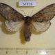 57616p Notodontiidae Peridea lativitta f Primorye $6