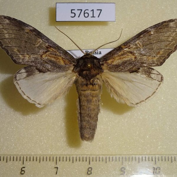 Notodontiidae Peridea lativitta Primorye