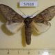 57618p Notodontiidae Peridea lativitta Primorye $5