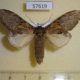 57619p Notodontiidae Peridea lativitta Primorye $5