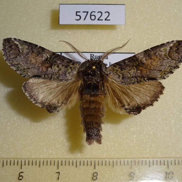 Notodontiidae Ellida arcuata Primorye