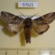 57622p Notodontiidae Ellida arcuata Primorye $6