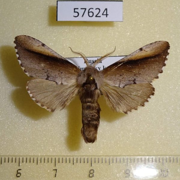 Notodontiidae Togopteryx velutina Primorye