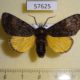 57625p Noctuidae Xanthomantis contaminata Primorye $9