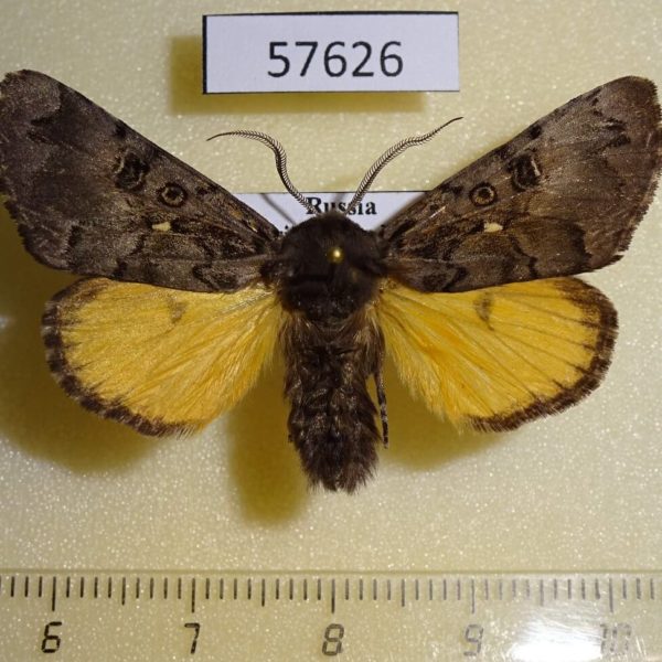 Noctuidae Xanthomantis cornelia Primorye