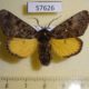 57626p Noctuidae Xanthomantis cornelia Primorye $10