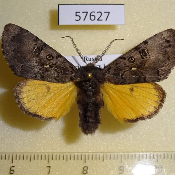 Noctuidae Xanthomantis cornelia Primorye