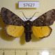 57627p Noctuidae Xanthomantis cornelia Primorye $10