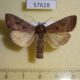 57628p Noctuidae Sarcopolia illoba Primorye $5