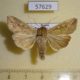 57629p Noctuidae Mythimna separata Primorye $5