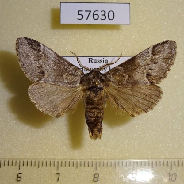 Notodontiidae Drymonia dodonides Primorye