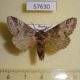 57630p Notodontiidae Drymonia dodonides Primorye $6