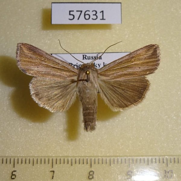 Noctuidae Mythimna radiata Primorye