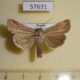 57631p Noctuidae Mythimna radiata Primorye $5