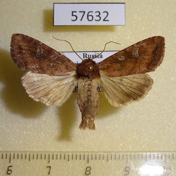 Noctuidae Lacanobia splendens Primorye