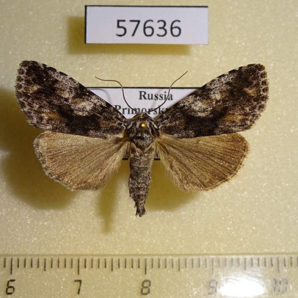 Noctuidae Gerbathodes paupera Primorye