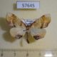 57645p Geometridae Plagodis dolabraria Primorye $5