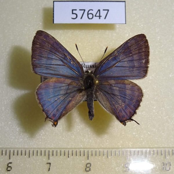 Lycaenidae Atara arata Primorye