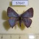 57647p Lycaenidae Atara arata Primorye $7
