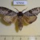 57650p Notodontiidae Ellida branickii Primorye $10