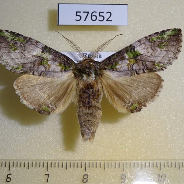 Notodontiidae Ellida viridimixta Primorye