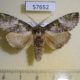 57652p Notodontiidae Ellida viridimixta Primorye $6