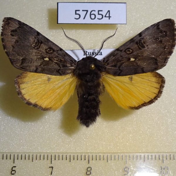 Noctuidae Xanthomantis cornelia Primorye