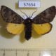 57654p Noctuidae Xanthomantis cornelia Primorye $10