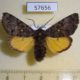 57656p Noctuidae Xanthomantis cornelia Primorye $8