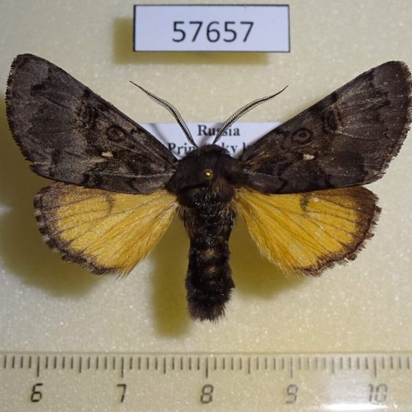 Noctuidae Xanthomantis cornelia Primorye