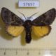 57657p Noctuidae Xanthomantis cornelia Primorye $10