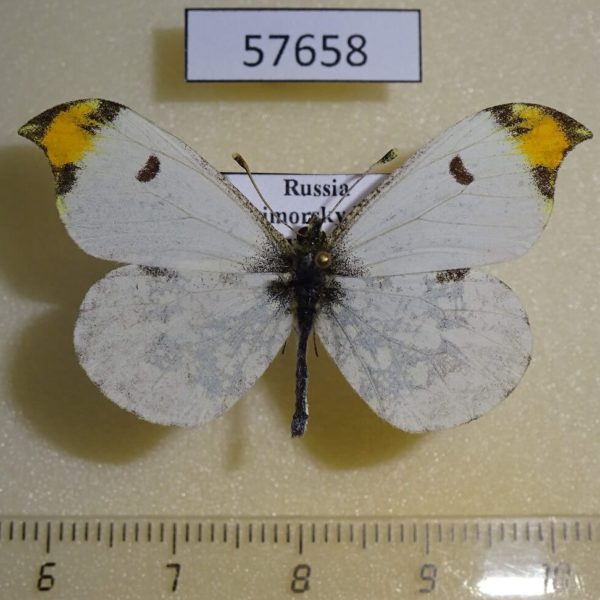 Pieridae Paramidea scolymnus Primorye