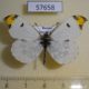57658p Pieridae Paramidea scolymnus Primorye $6