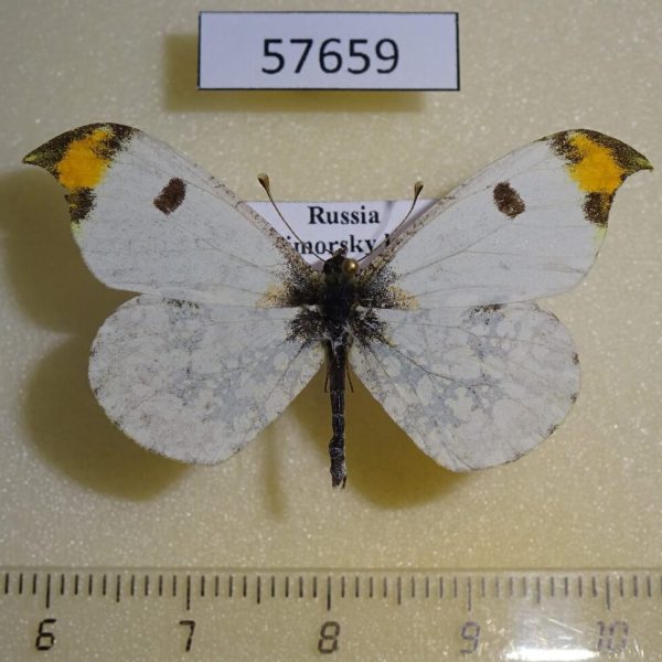 Pieridae Paramidea scolymnus Primorye