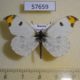 57659p Pieridae Paramidea scolymnus Primorye $6